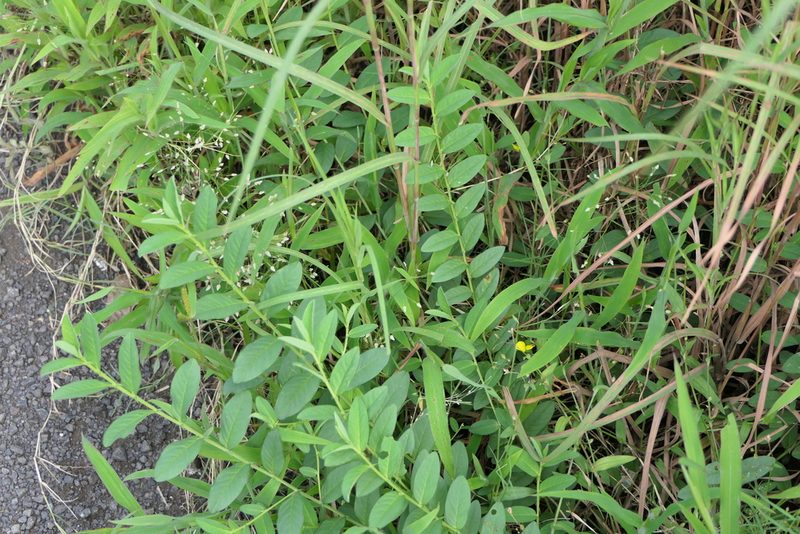 Crotalaria triquetra, photographed by Dinesh Valke