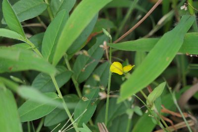 Crotalaria triquetra, photographed by Dinesh Valke