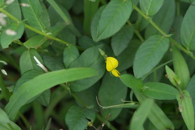 Crotalaria triquetra, photographed by Dinesh Valke