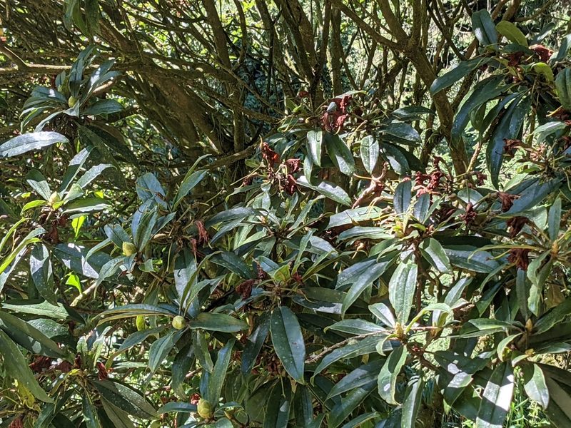 Rhododendron formosanum, photographed by Chen Jia Hong
