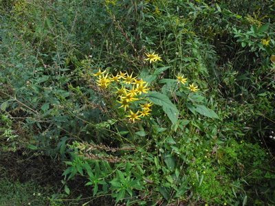Heliopsis helianthoides, photographed by Michael J. Papay