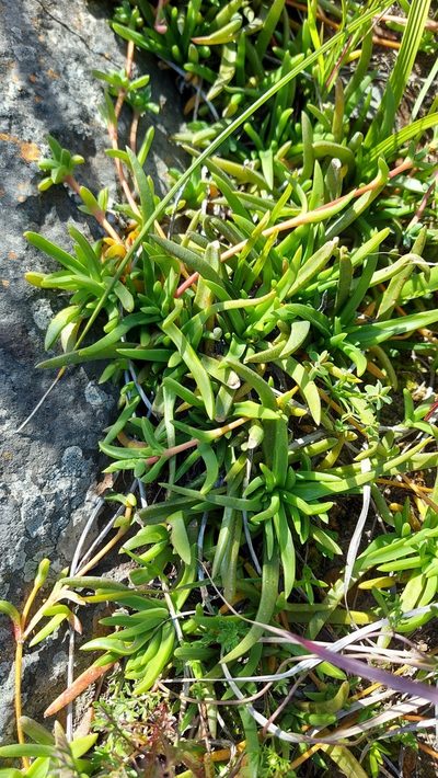 Cephalophyllum parviflorum, photographed by Jacques van der Merwe