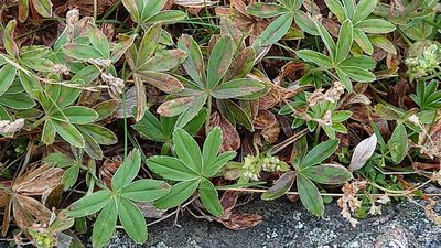 Alchemilla alpina, photographed by Steve Lawson
