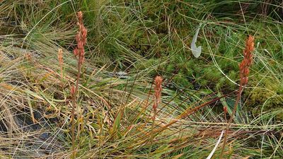 Narthecium ossifragum, photographed by Steve Lawson