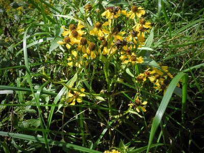 Helenium flexuosum, photographed by Michael J. Papay