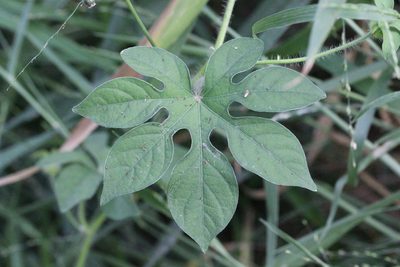 Ipomoea pes-tigridis, photographed by Agnes Trekker