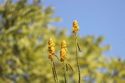 Senna reticulata, photographed by Ruth Gutiérrez Oliveros