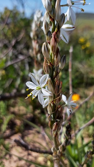 Chlorophytum triflorum, photographed by Jacques van der Merwe