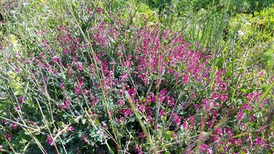 Indigofera incana, photographed by Jacques van der Merwe