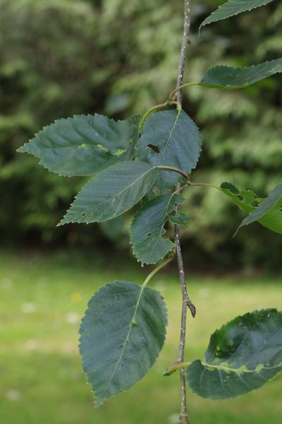 Betula utilis, photographed by Stephen James McWilliam