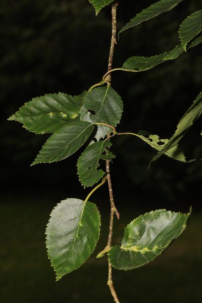 Betula utilis, photographed by Stephen James McWilliam