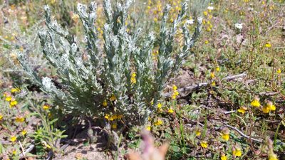 Helichrysum stellatum, photographed by Jacques van der Merwe