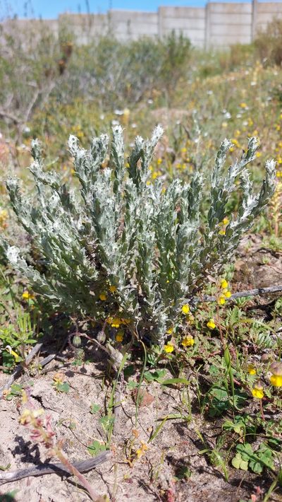 Helichrysum stellatum, photographed by Jacques van der Merwe