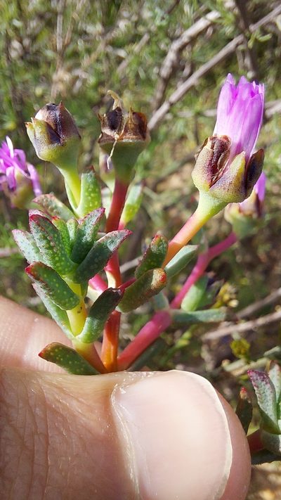 Lampranthus leptaleon, photographed by Jacques van der Merwe