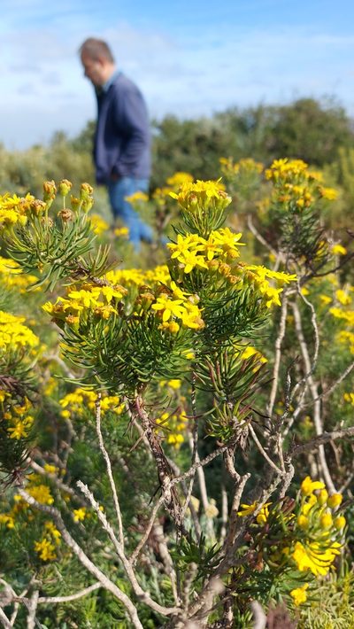 Euryops linifolius, photographed by Jacques van der Merwe