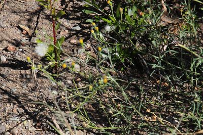 Senecio niveus, photographed by Tony Rebelo