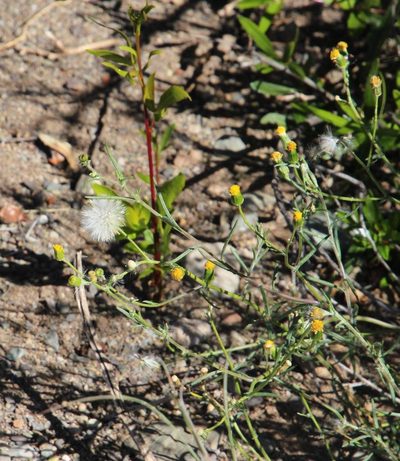 Senecio niveus, photographed by Tony Rebelo