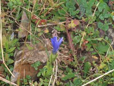Gentianopsis ciliata, photographed by carabus123