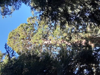 Sequoiadendron giganteum, photographed by Jeff Lahr