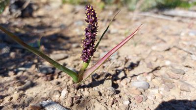 Wurmbea recurva, photographed by Jacques van der Merwe