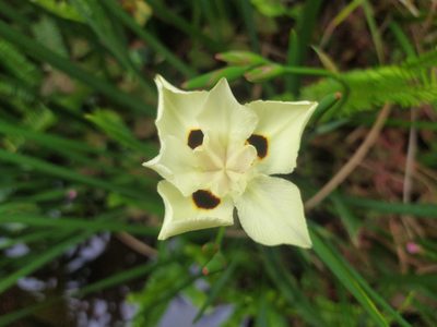 Dietes bicolor, photographed by Innes Buchner