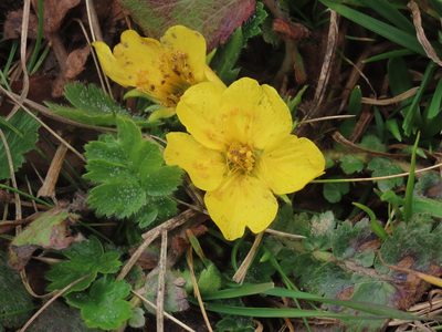 Geum montanum, photographed by carabus123
