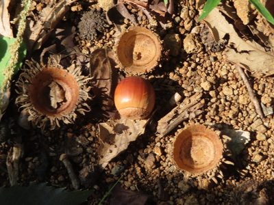 Quercus acutissima, photographed by mami_t_t