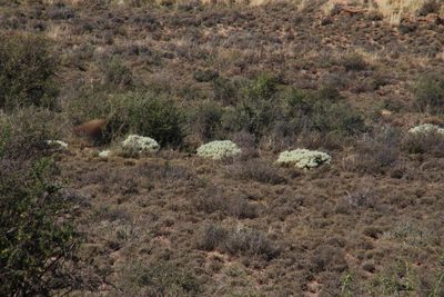 Cylindropuntia pallida, photographed by Tony Rebelo