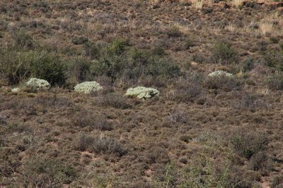 Cylindropuntia pallida, photographed by Tony Rebelo