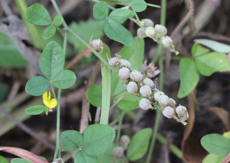 Crotalaria uncinella, photographed by Agnes Trekker