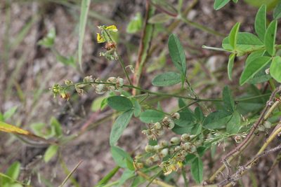 Crotalaria uncinella, photographed by Agnes Trekker