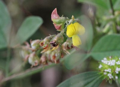 Crotalaria uncinella, photographed by Agnes Trekker