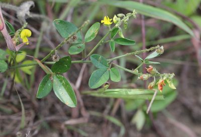 Crotalaria uncinella, photographed by Agnes Trekker