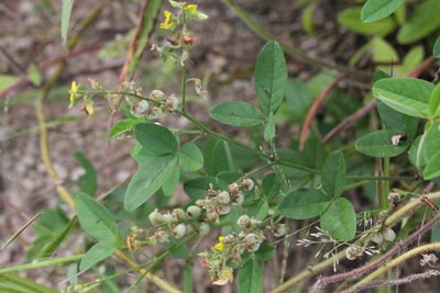 Crotalaria uncinella, photographed by Agnes Trekker