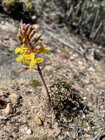 Bulbine torta, photographed by Matt Berger