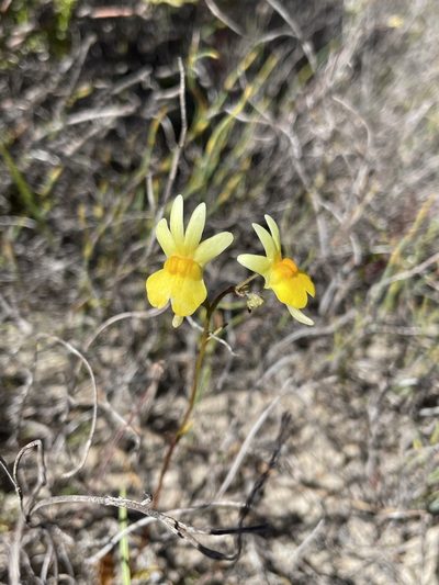 Nemesia ligulata, photographed by Matt Berger