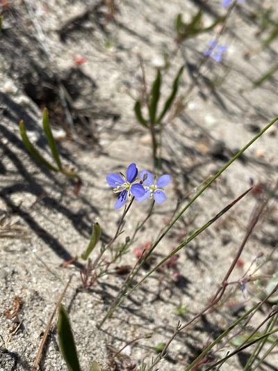 Heliophila digitata, photographed by Matt Berger