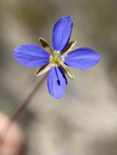 Heliophila digitata, photographed by Matt Berger