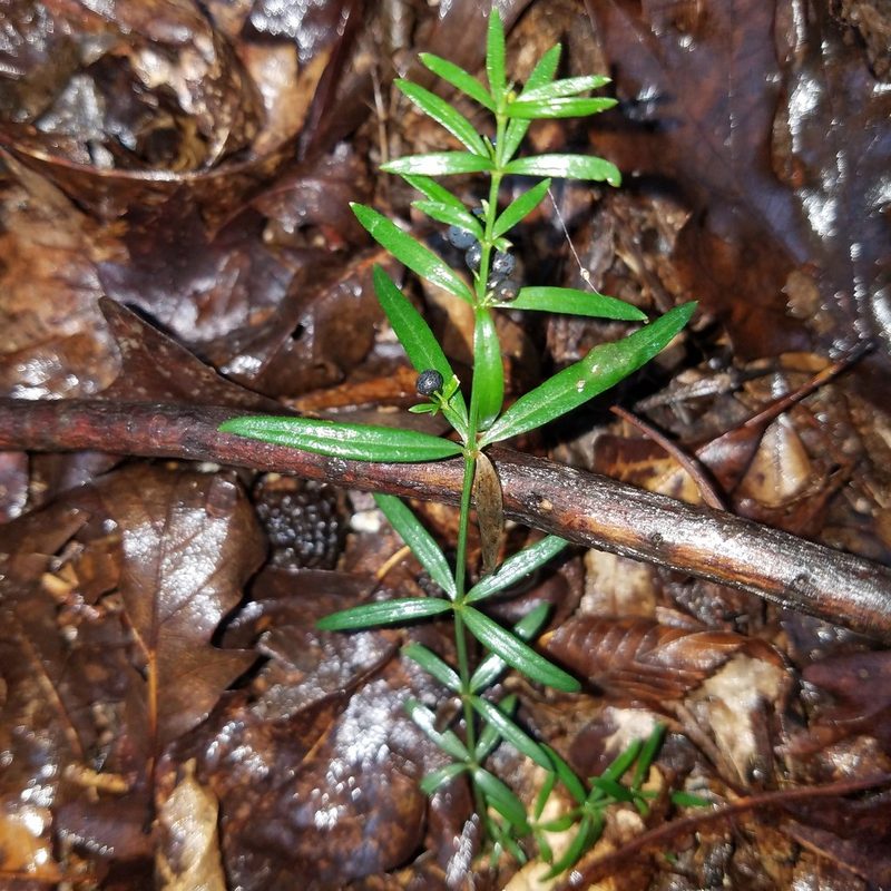 Galium uniflorum, photographed by Leila Dasher