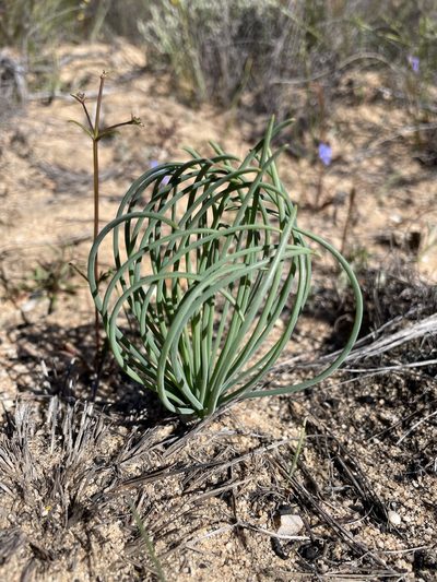 Tenicroa fragrans, photographed by Matt Berger