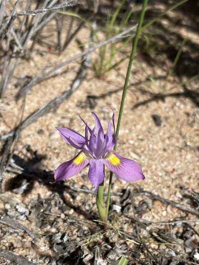 Moraea macrocarpa, photographed by Matt Berger
