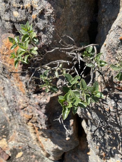 Teedia pubescens, photographed by Matt Berger