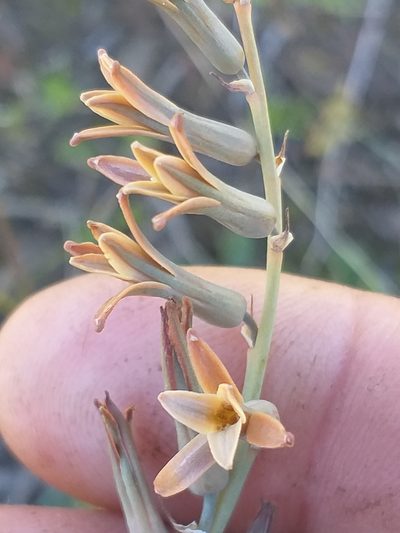 Dipcadi brevifolium, photographed by kevin koen