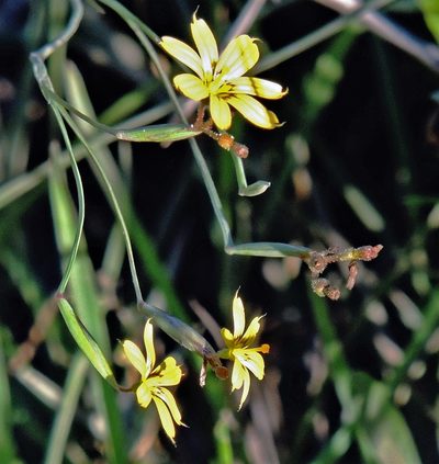 Sisyrinchium pachyrhizum, photographed by Hugo Hulsberg