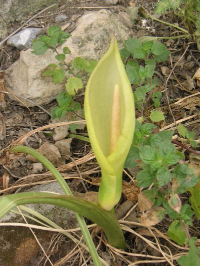 Arum concinnatum, photographed by Michael Andresek