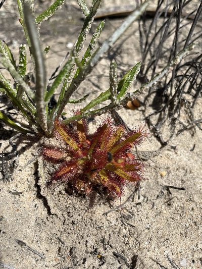 Drosera variegata, photographed by Matt Berger