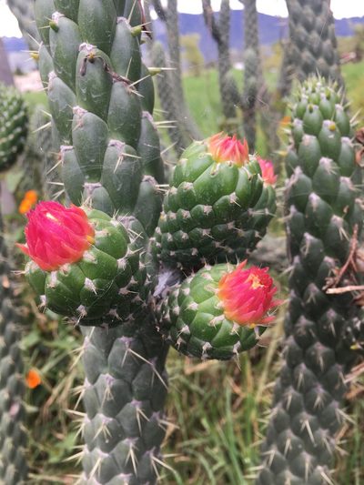 Austrocylindropuntia cylindrica, photographed by margaritarestrepou