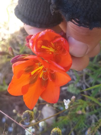 Tritonia crocata, photographed by kevin koen