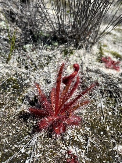 Drosera variegata, photographed by Matt Berger
