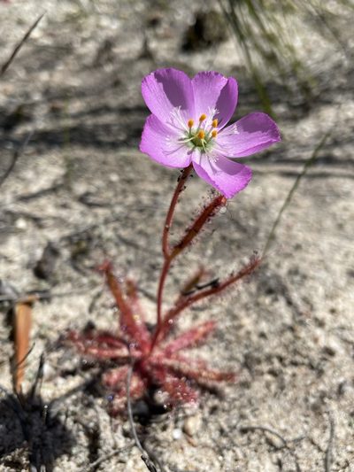 Drosera variegata, photographed by Matt Berger